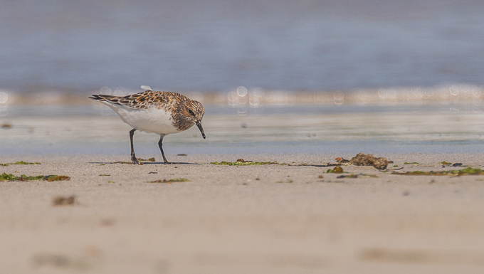 Dunlin Inisboffin